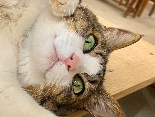 ストーブの前ってなんてステキ！