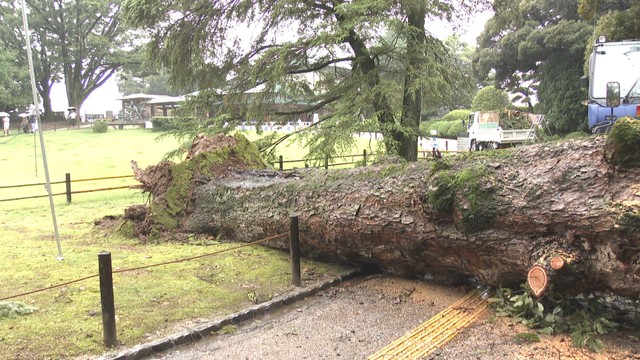 岡山後楽園の西外園で倒木 「観蓮節」開催中もけが人なし | KSB