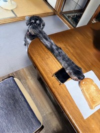 AIでセブンくんの鼻を伸ばすことにハマった投稿主さん（画像提供：本日のセブンさん）