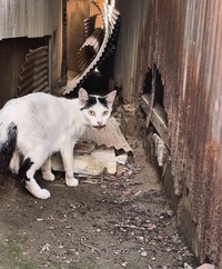 ご飯を置いたところ、ガリガリの猫は食べることなくくわえて立ち去った（三吉さん提供、Instagramよりキャプチャ撮影）