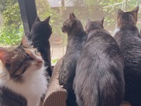 仲良しチームでニャルソック中の縦横幅さんちの猫ちゃんたち（画像提供：縦横幅さん）