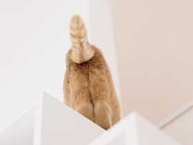 猫様のカワイイ“おみあし”にくぎ付け！　マニアックな写真集