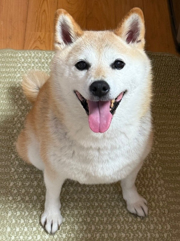 「ごはん！」目を輝かせて待つゆめちゃん（画像提供：柴犬の見る夢さん）