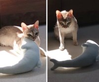 お気に入りのぬいぐるみを暖かい場所に運んであげたルルちゃん（提供：る さん）