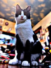 凛々しい顔つきが素敵なこねぎくん（画像提供：ともさん）