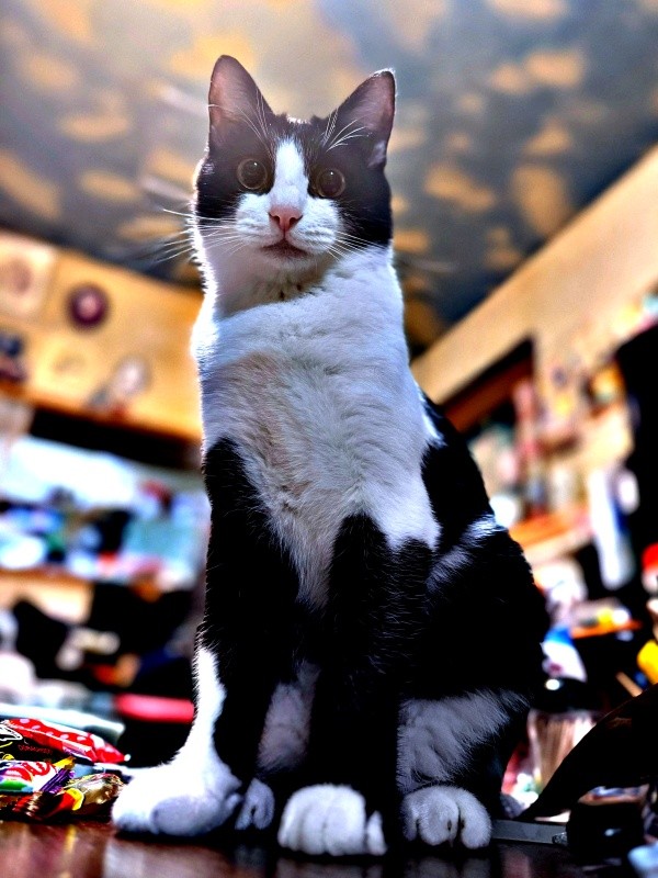 凛々しい顔つきが素敵なこねぎくん（画像提供：ともさん）