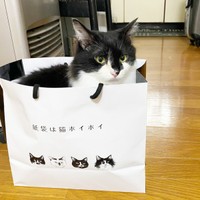 同居猫のそらくん。紙袋にすっぽりと入りました（画像提供：きよダブシャインさん）