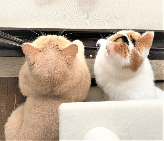 SNSで大人気“モフモフ”猫ファミリー ツイッターのフォロワー23万人超