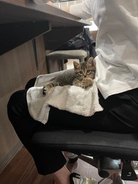 膝の上で休憩中のつくしちゃん（提供：ねこ大家｜猫のための家づくりさん）