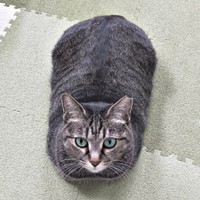 ちょこんと座って飼い主さんを見上げるちあきさん（画像提供：青い人さん）