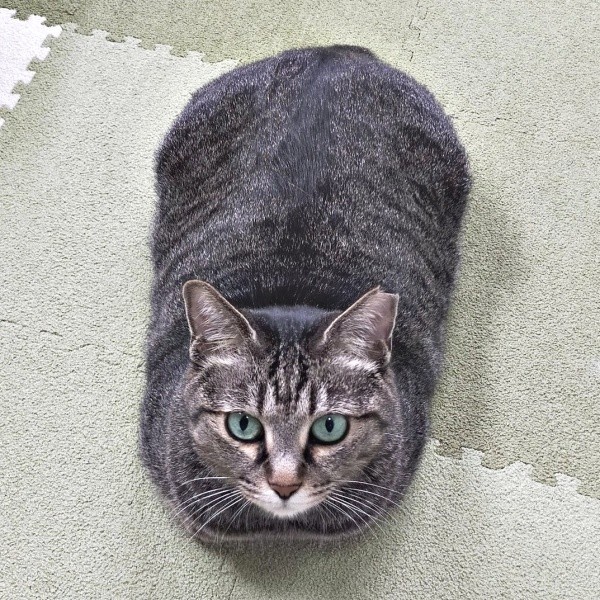 ちょこんと座って飼い主さんを見上げるちあきさん（画像提供：青い人さん）