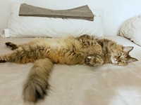 先代猫のちこちゃん（画像提供：りりつくさん）