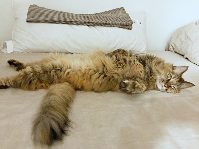 先代猫のちこちゃん（画像提供：りりつくさん）