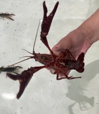 コツをつかむとザリガニを簡単に捕まえることができる