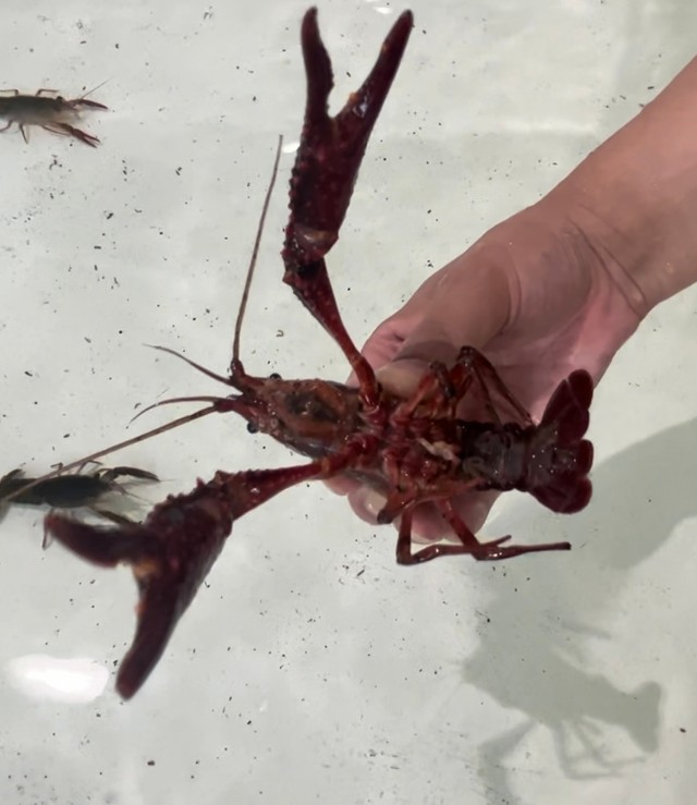 コツをつかむとザリガニを簡単に捕まえることができる