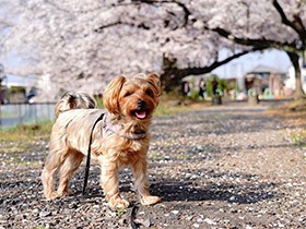 大きな丸い目と垂れ耳がチャームポイント　ヨーキー「もも」