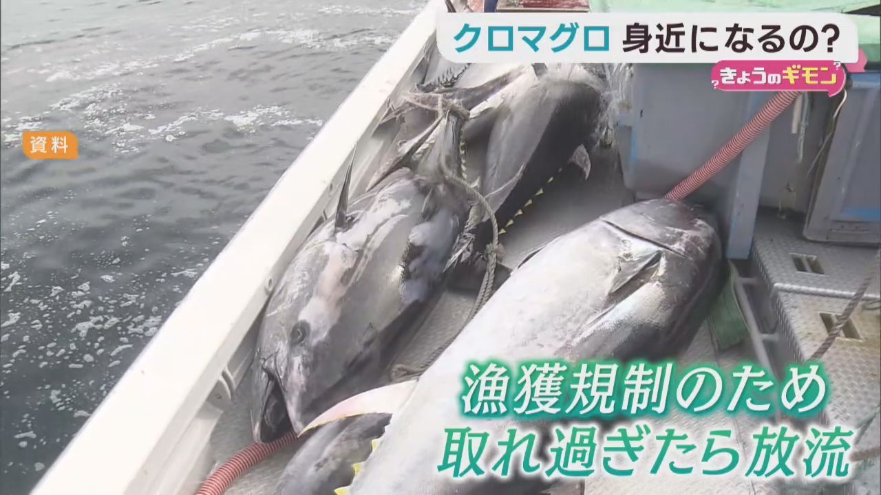 クロマグロは身近になるか？　漁獲枠２５％拡大へ
