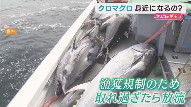 クロマグロは身近になるか？　漁獲枠２５％拡大へ