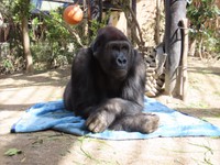 ゲンタロウ愛用の毛布の上でリラックス