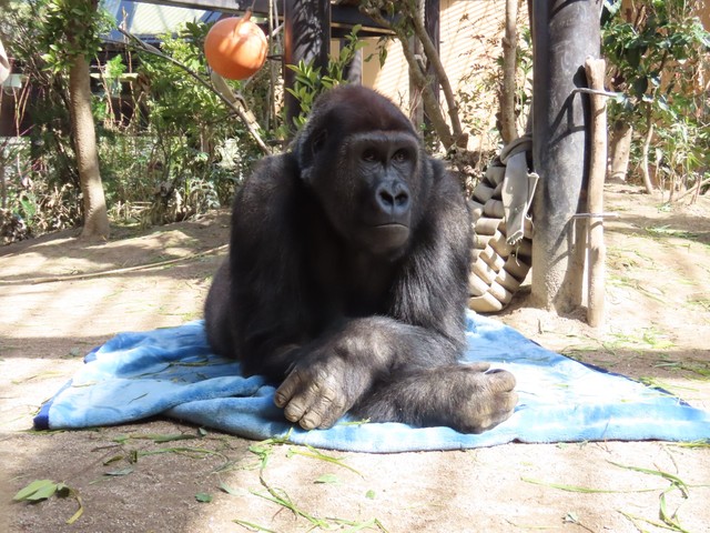 ゲンタロウ愛用の毛布の上でリラックス