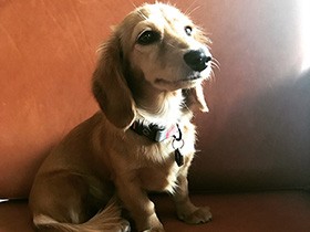 ソファの上でおすまし　ミニチュアダックスフントの「シェリ」