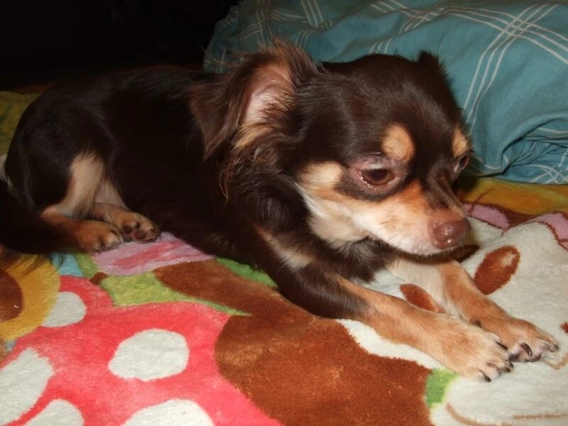 家にきたころの「くるみ」