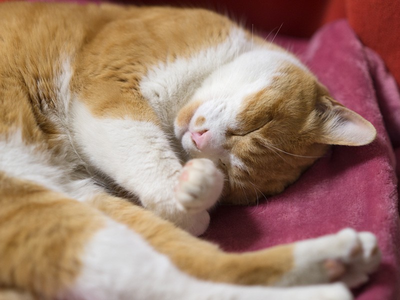 「今日は眠いからもう寝る、おやすみ」（小林写函撮影）