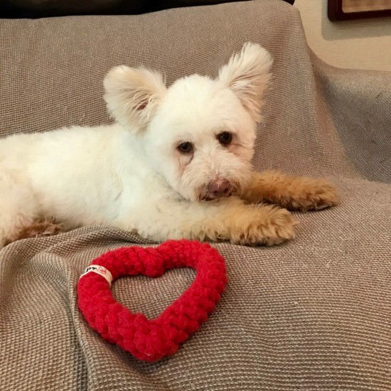 オモチャで遊んだ経験がないらしく、最初はオモチャを見てもどうしていいかわからないようすだった（井上菊さん提供）