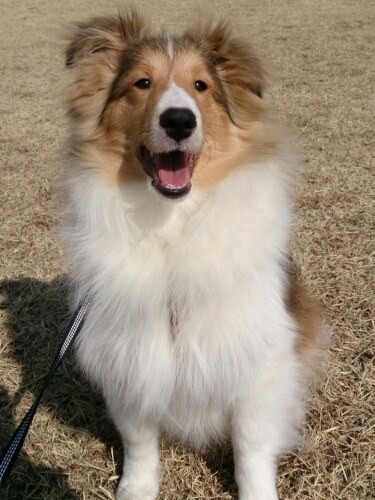 家にきたころの「ルティ」