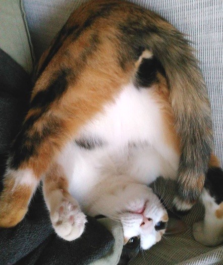 逆立ちして寝ています