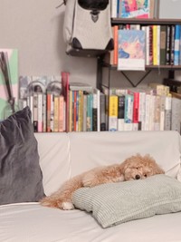 少し拗ねるからあげちゃん（提供：からあげという犬さん）