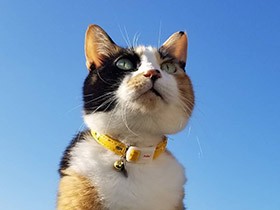 秋晴れ、気持ちいいにゃあ　おてんばムスメ、三毛猫「ジャック」