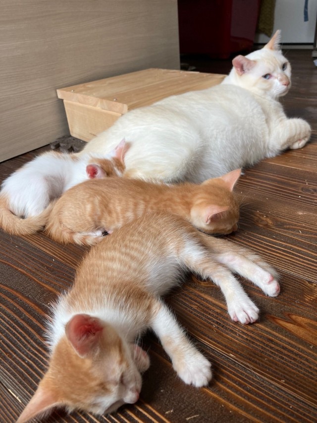 豆太くんと保護猫たち（あきひろさん提供）