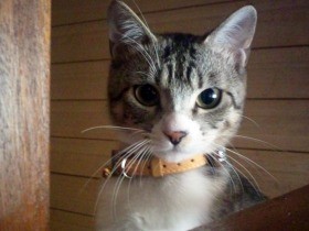 おてんばの保護猫たいよう　ソファの下から猫パンチ
