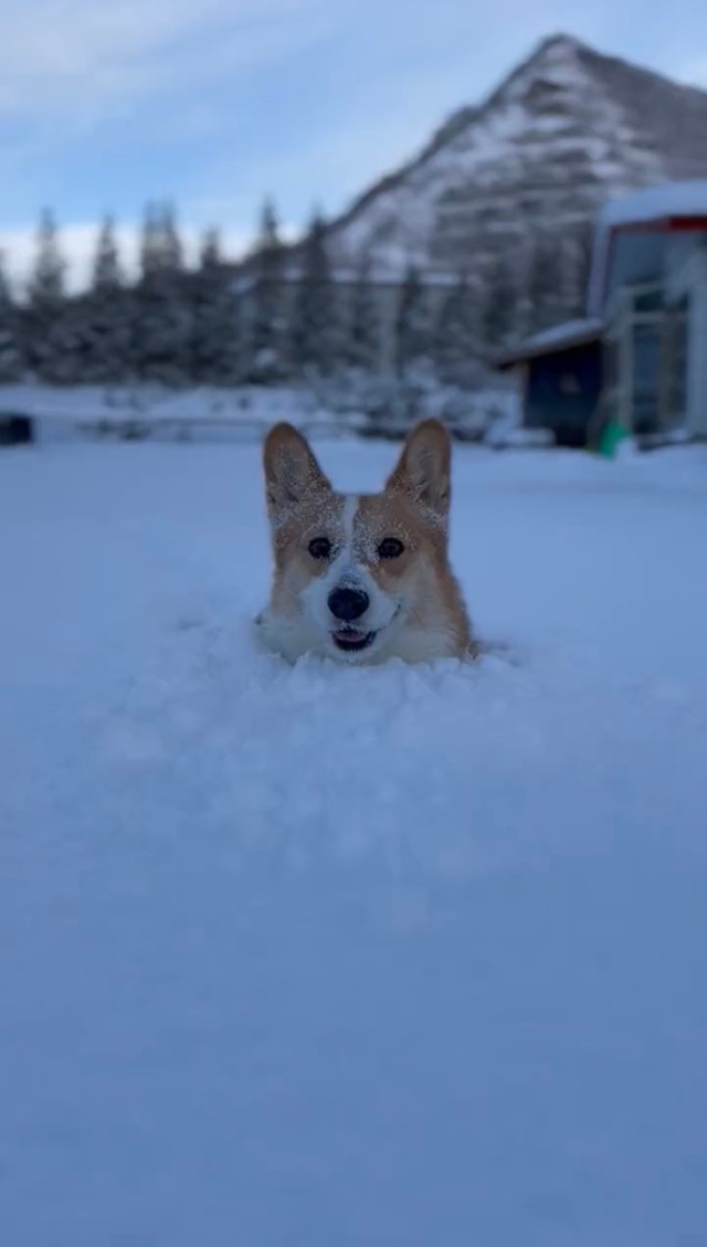 笑顔で現れたのは、コーギーのこいたろうくん（画像提供:看板犬こいたろうと五天山ティーラボさん）