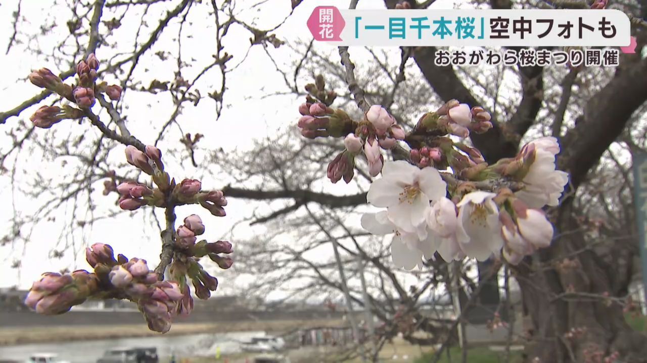 宮城・一目千本桜も開花　おおがわら桜まつり開幕