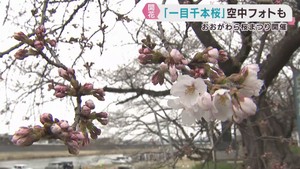宮城・一目千本桜も開花　おおがわら桜まつり開幕