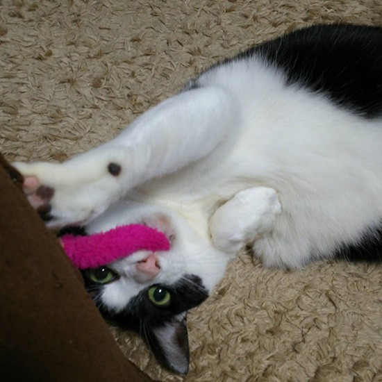 「気が向いたら遊んで」（横野さん提供）