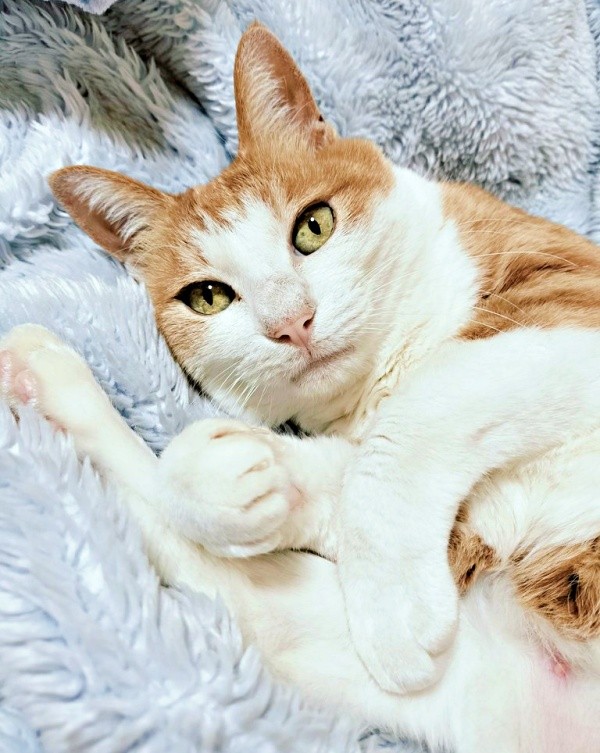 10歳を迎えたマリーちゃん（画像提供：まりてつさん）