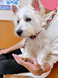 病院大好き！ 診察室の扉が開くたびに前のめりになるタオくん（画像提供：もちもちたおちさん）