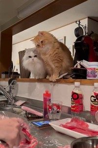 「もったいにゃい」