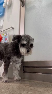 帰宅後、シャワーで雪玉を溶かします（提供：くぅ さん）