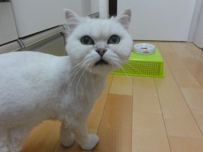 毛が伸びるとバリカンへアーで変身していたピッチ（ヒルズ宮崎さん提供）