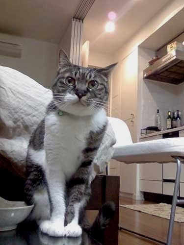 ところが元気だったキヨちゃんが、急に旅立った、そんなこと誰も想像できなかった…