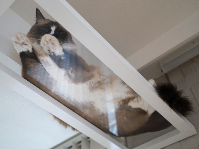 透明なキャットウォークの上から、室内の様子をうかがう