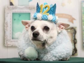 チワワの「あさひ」12歳のお誕生日　これからも元気でいてね　