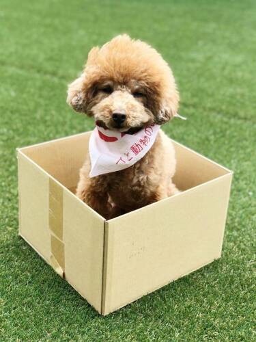 クラム（ＣＡＰＰチーム提供）