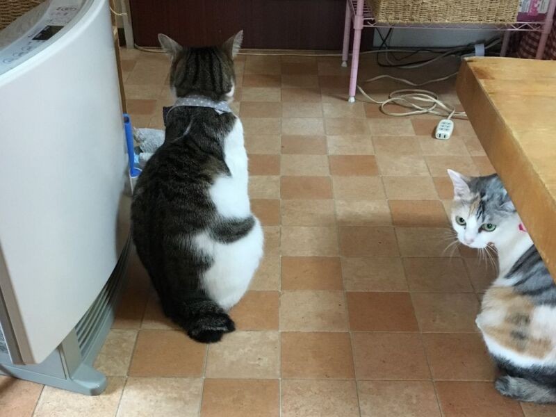 すもも（右）とストーブの取り合いはちょびちゃんの勝ち。「僕この家では後輩だけど、年上だからお先にー」（A子さん提供）