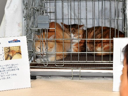 猫の殺処分ゼロ、５年連続で実現　千代田区、官民連携で