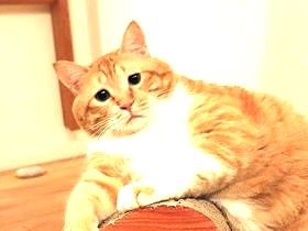 体は重いし、愛はもっと重い　猫のぐっぴーが多義語を解説